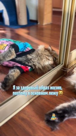 Здоровый образ жизни!😸 #котики #юмор #кот