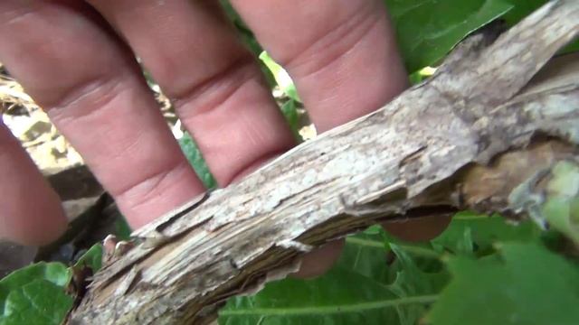 УСКОРЯЕМ ВЫЗРЕВАНИЕ ЛОЗ и ГРОЗДЕЙ. Волшебство агротехники смотреть онлайн