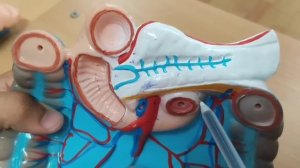 Duodenum. Jejenum. Ileum. Oʻn ikki barmoq ichak. Och va yonbosh ichaklar. Ун икки бармок ичак.