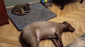 СОБАЧЬЯ ЖИЗНЬ.