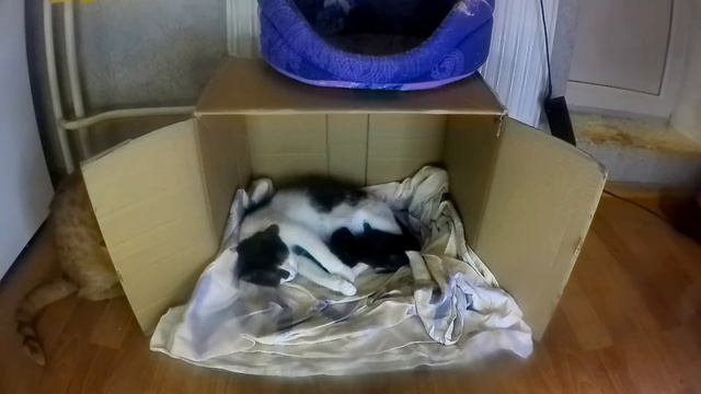 Хвостатый рыжий папуля знакомится с выводком смотреть онлайн