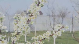 Анапа март цветут деревья