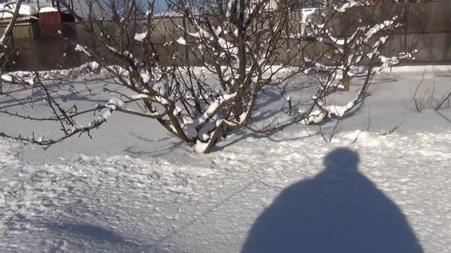 Почему черенки готовим осенью? Время прививок: Как зимует виноград? смотреть онлайн