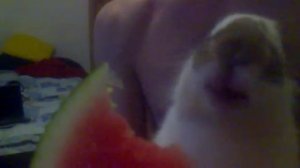 заяц ест арбуз