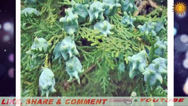 किस्मत चमकाने के लिए करें ये उपाए, घर में लगाएं मोरपंखी का पौधा | vastu tips | morpankhi смотреть онлайн