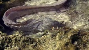 Великий Тихий океан. 3