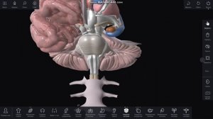 ЦНС Ромбовидный мозг и его производные