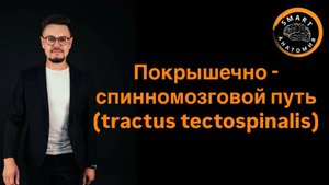 Покрышечно - спинномозговой путь❗️ (tractus tectospinalis).