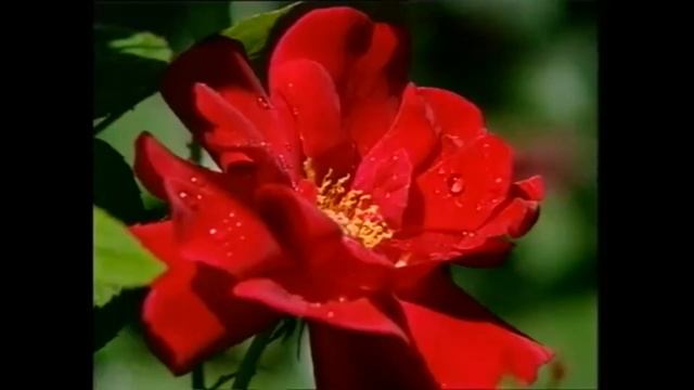 Qızılgül haqda məlumat смотреть онлайн