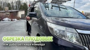 Обрезка плодовых растений - как работает наша команда
