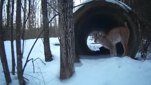 РЫСИ ВОЛКИ МЕДВЕДЬ И ИНТЕРЕСНАЯ ТРУБА