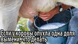 Если у коровы опухла одна доля вымени, что делать
