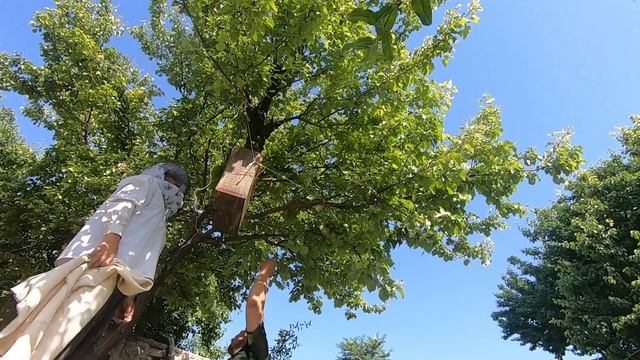 Агар асалари кроличаси уйида куйонни расмини чизса ? сиз билармидиз ? смотреть онлайн