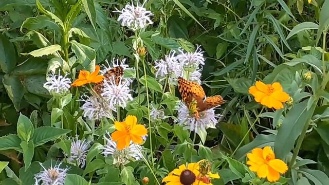 Pollinators loving Wild Bergamot in the food plots смотреть онлайн
