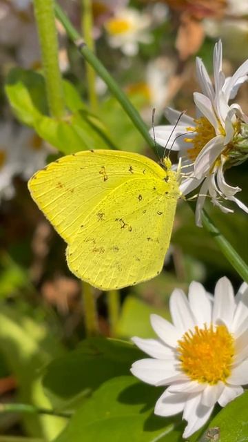 キタキチョウ　2023/11/22 смотреть онлайн