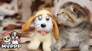 😹 Эти котики точно не умеют сидеть на месте!
