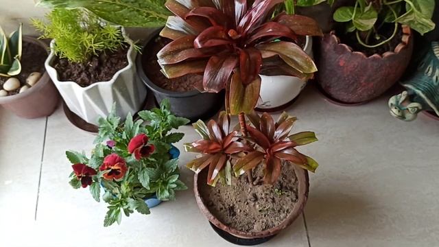 Dracaena plant complete care in summers,fertilizer#gardening with geet kumar