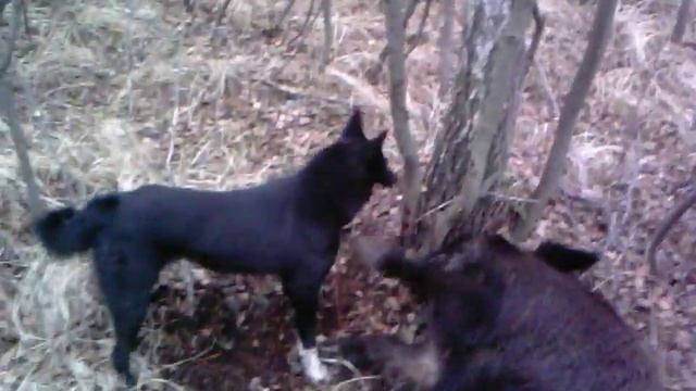 hunting for wild boar