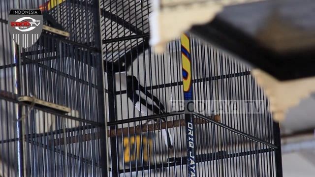 BEKASI CUP 1 : KACER ANAK HARAM COMEBACK LANGSUNG BERI ANCAMAN BARU смотреть онлайн