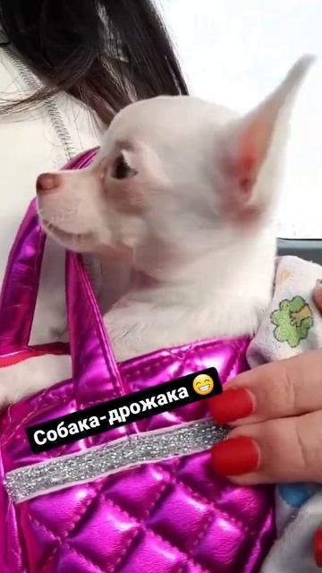 Собака-дрожака. Чихуахуа первый раз вышла на улицу смотреть онлайн