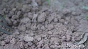 Вилка прополочная Berry&Bird