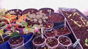 Когда  высаживать ризомы ахиминеса после зимы.