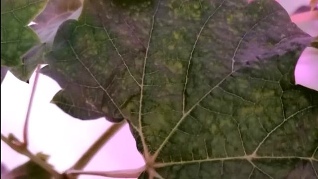 Пупырышки на листьях. ОЭДЕМА. Что это и Как с ней бороться??? смотреть онлайн