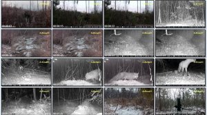 Зверушки микс 2024-2025