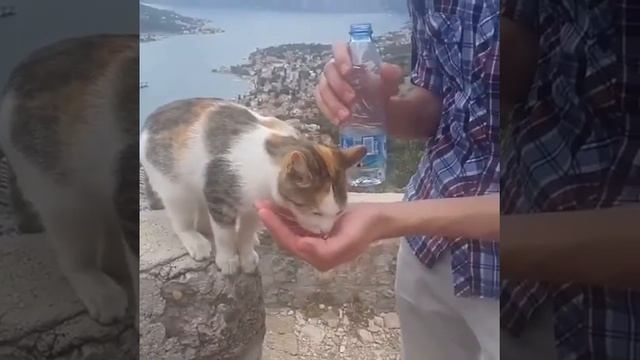 Кот просит у туриста попить воды смотреть онлайн