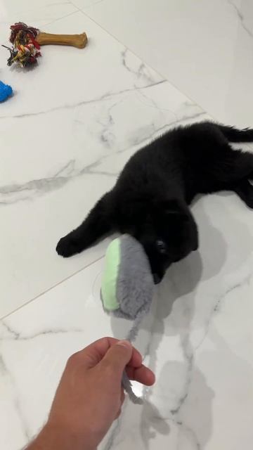 Щенок чёрной немецкой овчарки. смотреть онлайн