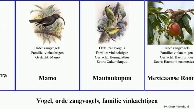 Vogel, orde zangvogels, familie vinkachtigen bird crassa Citroensijs lucidus Bergvink Woestijnvink смотреть онлайн