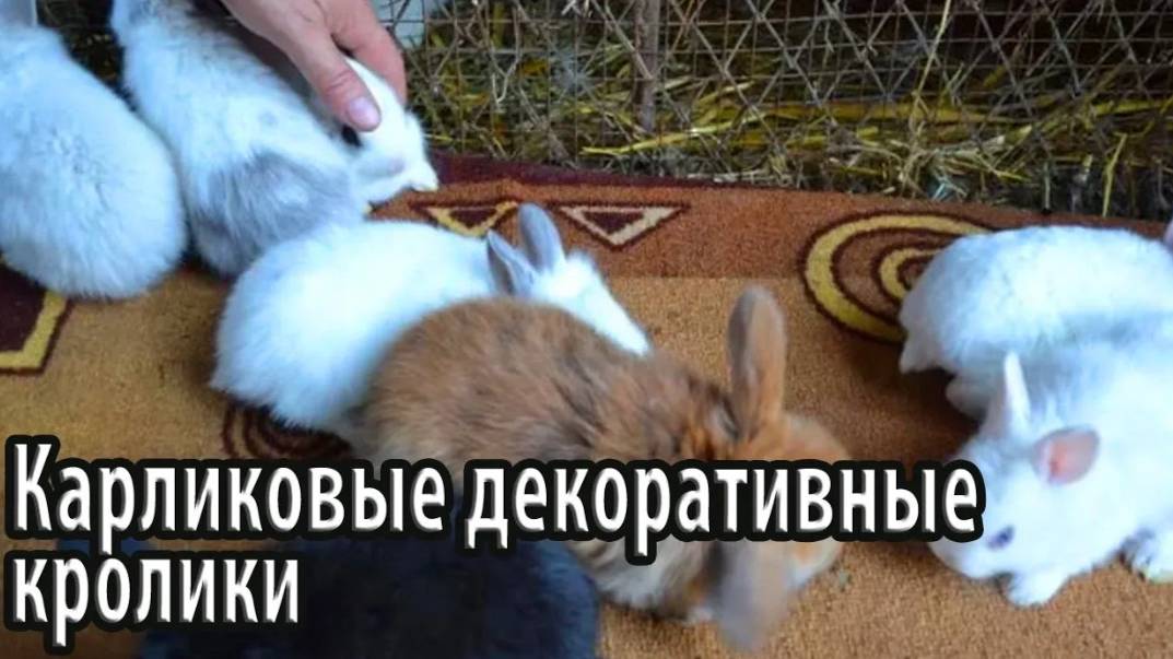 Карликовые декоративные кролики