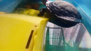 наблюдение за черепахой 🐢🐢🐢