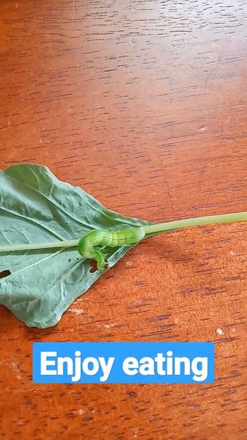 THIS BIG CATERPILLAR IS ENJOYING MY SPINACH😲 смотреть онлайн