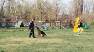 3 Отл. Star Winner ARIDANI +++ №56 / КЧК КРАСНОДАР 30 марта`25 В.Хижняк Моно немецких овчарок