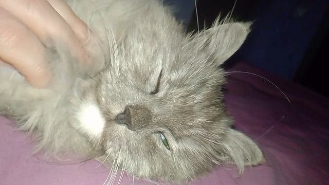 сколько кошке лет