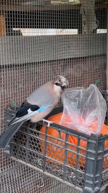 СОЙКА ИЩЕТ ВКУСНЯШКИ 😜 смотреть онлайн