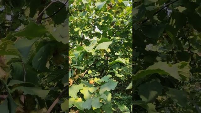 Фундук. Сорт Долинський, врожай дев'ятирiчного куща. Частина 1 смотреть онлайн