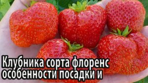 Клубника сорта флоренс особенности посадки и выращивания
