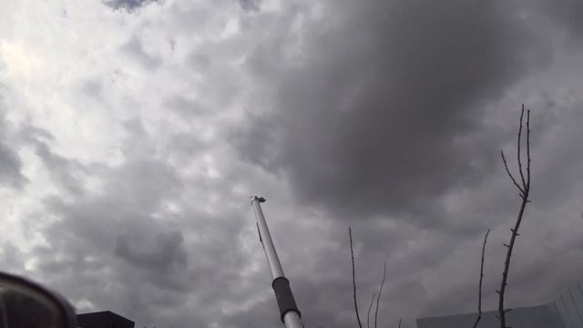 Обрезка 2-х слив с вертикальной кроной а-ля "кипарис". Прививка вприклад с язычком смотреть онлайн