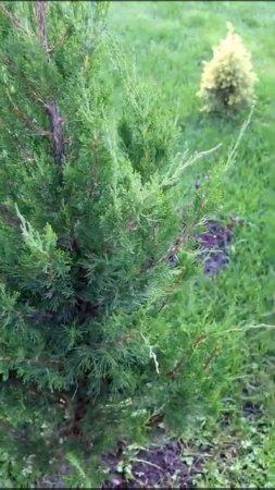 МОЖЖЕВЕЛЬНИК СПАРТАН ЛЕТОМ ЛУЧШЕ НЕ СТРИЧЬ 🌲