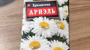 Хризантема белая 💮