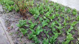 У нас уже весна, а у вас? 30.03.25.