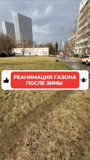 Что обязательно нужно делать с рулонным газоном весной.