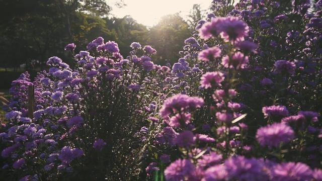 Free Stock Footage - Purple Marguerite Daisy flower 02 смотреть онлайн