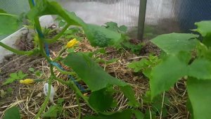 Формирование огурцов в теплице. Смешанные посадки. 19 июня 2022.