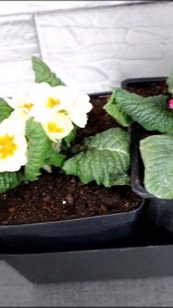 МИНУТКА ПОЛЕЗНОЙ ИНФОРМАЦИИ ☝️🌺🌱