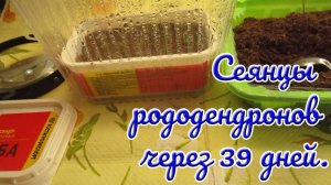 22.03.25г. Сеянцы рододендронов через 39 дней. Подсыпка торфа.