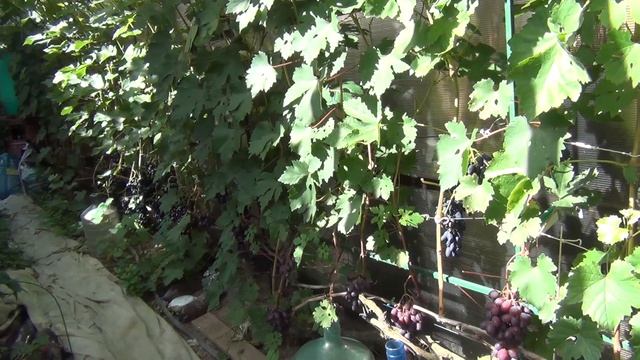 ВПЕРВЫЕ ТАКИЕ КОНКУРЕНТЫ ЗА УРОЖАЙ ВИНОГРАДА. БОРЬБА не на шутку смотреть онлайн