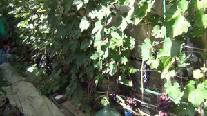 ВПЕРВЫЕ ТАКИЕ КОНКУРЕНТЫ ЗА УРОЖАЙ ВИНОГРАДА.  БОРЬБА не на шутку